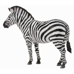 Zebra - Collecta